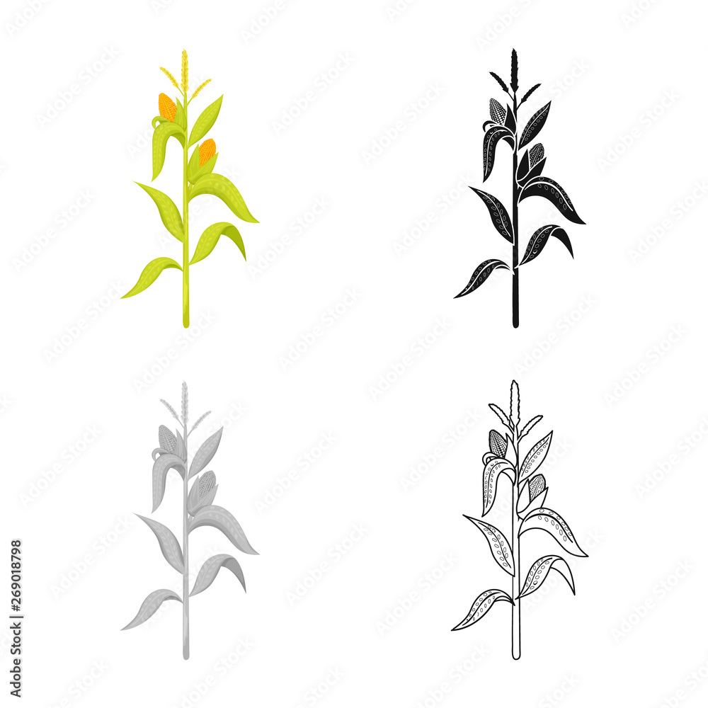 Naklejka premium Isolated object of corn and stalk logo. Set of corn and field stock symbol for web.