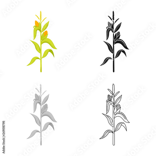 Isolated object of corn and stalk logo. Set of corn and field stock symbol for web.