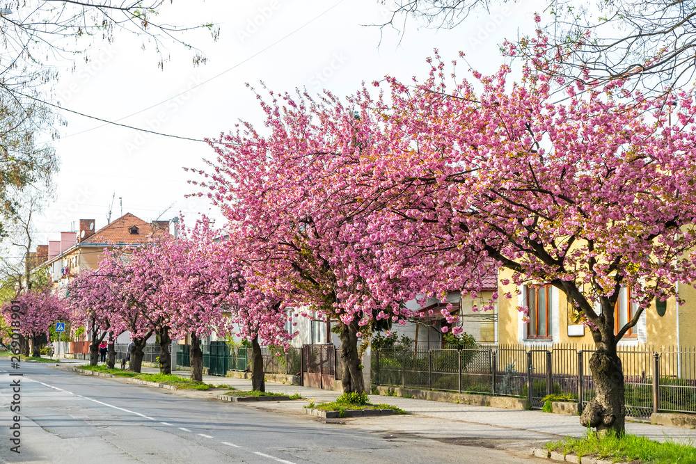 Naklejka premium Picturesque street with blossoming pink cherry trees (sakura trees) in Uzhhorod city, Ukraine