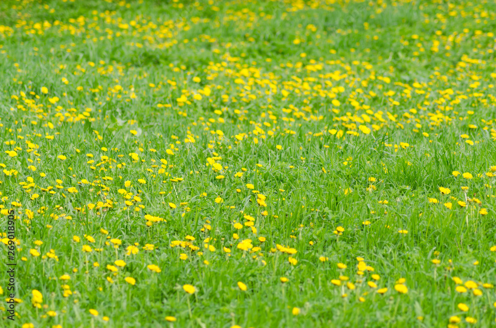 Obraz premium Bloom dandelion meadow landscape, nature background