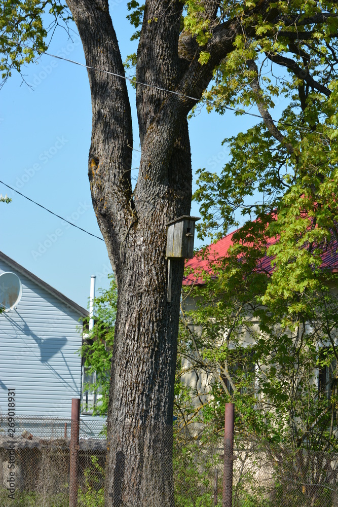 Fototapeta premium tree in the park