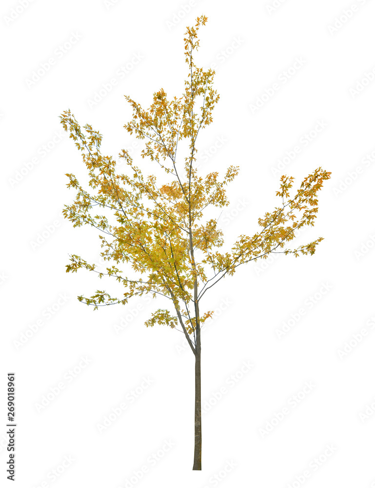 young yellow maple tree isolated on white