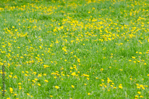 Bloom dandelion meadow landscape, nature background