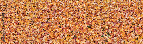 many bright fall leaves strip