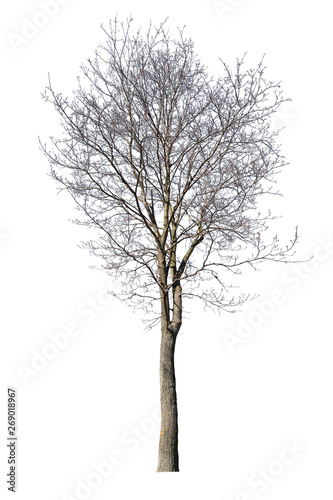 isolated on white medium maple bare tree