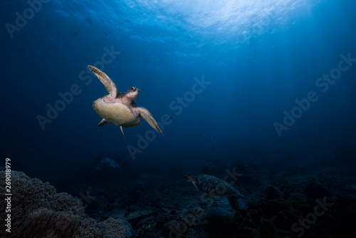 Turtles in Crystal Bay © Ollie