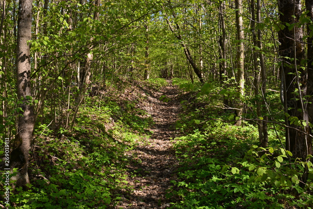 Obraz premium trees in the forest