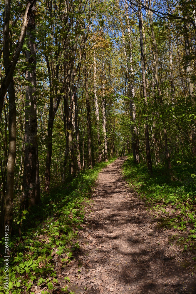 trees in the forest