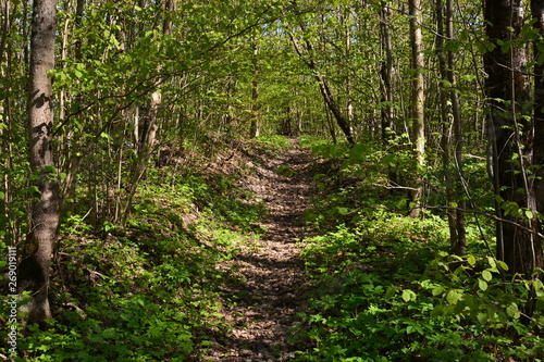 trees in the forest