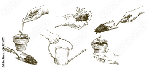 Growing plants. Plant seedling. Hand watering young plants. Hand drawn set.