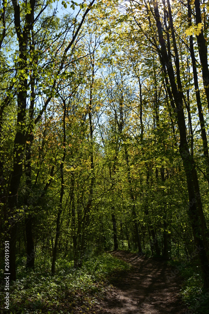 Naklejka premium trees in the forest