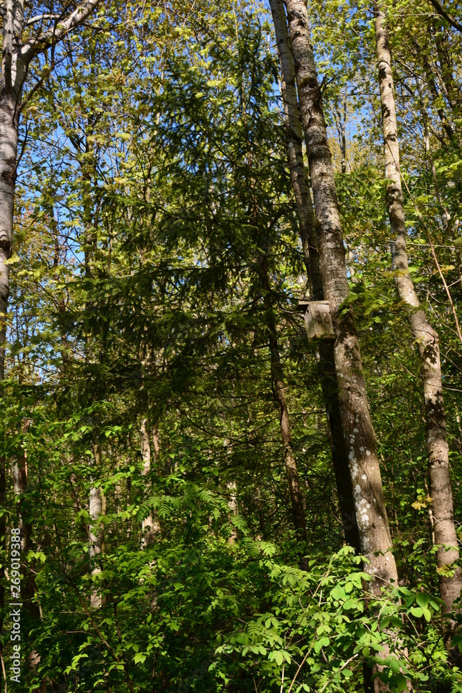 Fototapeta premium trees in the forest
