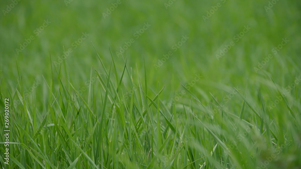 background of green grass background of green grass