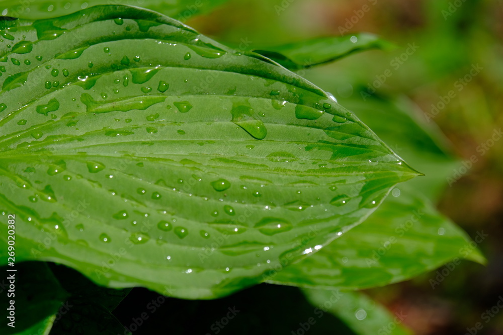 Fototapeta premium 雨上がりの葉