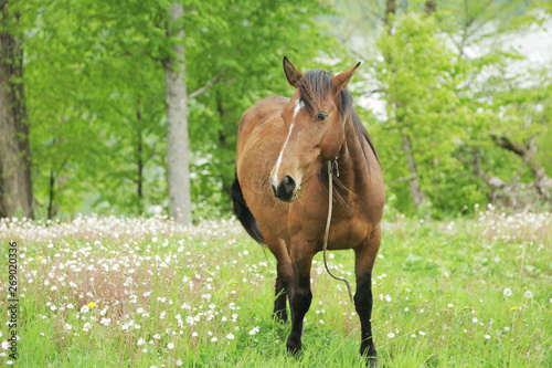 Horse grazing on a green field with white flowers