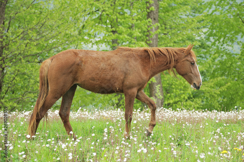 A young stallion walks across the field and eats grass