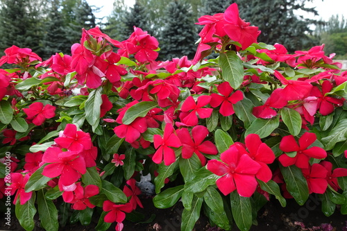 Madagascar periwinkle with red flowers in July