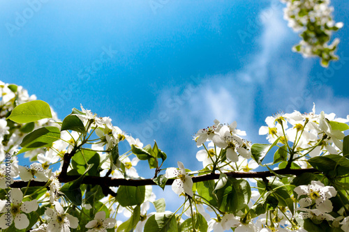 Sakura tree with white flowers on sky background. Easter spring concept. Soft focus. Text copy space