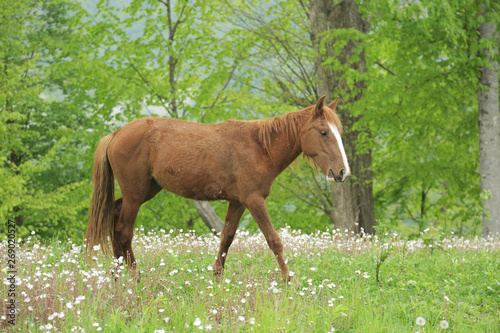 A young stallion walks across the field and eats grass