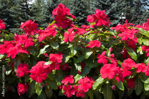 Red flowers of Catharanthus roseus in July
