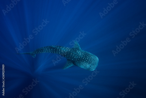 Whale Shark in the depths photo