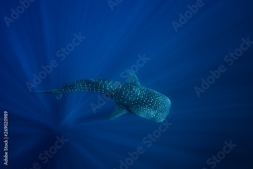 Fototapeta Naklejka Na Ścianę i Meble -  Whale Shark in the depths