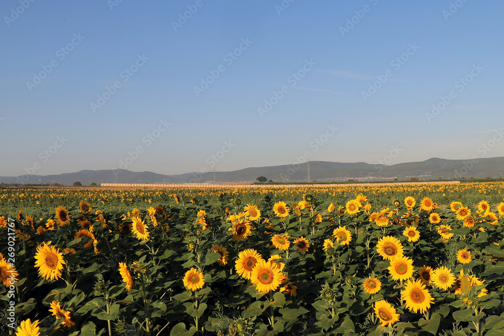 Fototapeta premium Sonnenblumenblumenfeld beim Sonnenaufgang (Helianthus annuus)