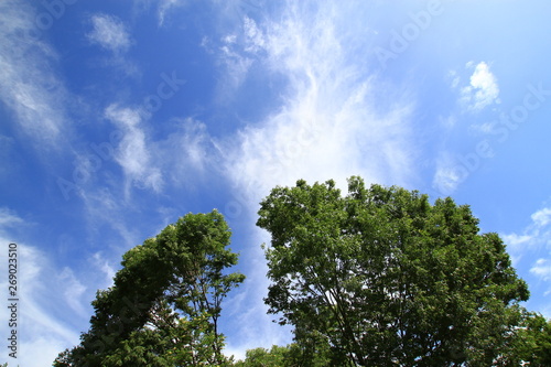 初夏の空