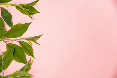 Green leaves on a pink background. Empty place for text. Frame