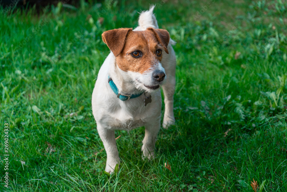 Jack Russell Terrier on green grass in a country house near Moscow in May 2019