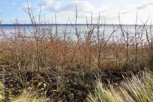 Sonnige Ostseelandschaft mit Sanddornb  schen bei Haffkrug  L  becker Bucht 
