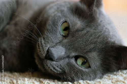 Fat blue russian cat lying on grey rug. close up portrait