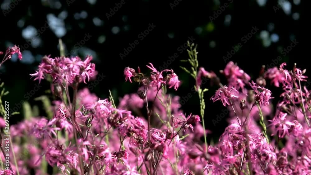 flowers field springtime nature pink flowers