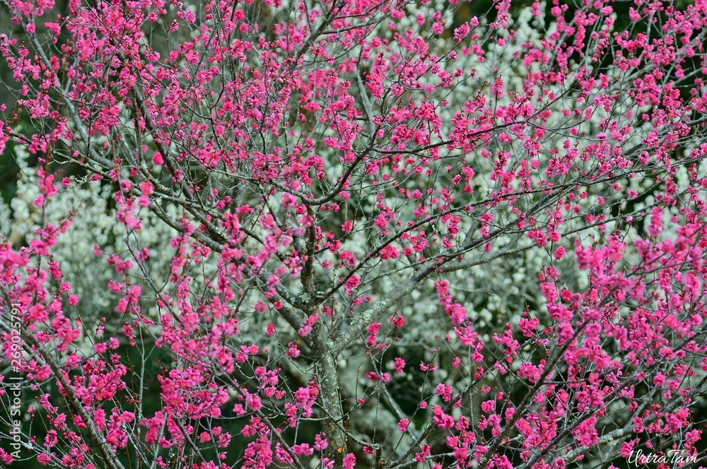 Ume Blossom Ume Blossom