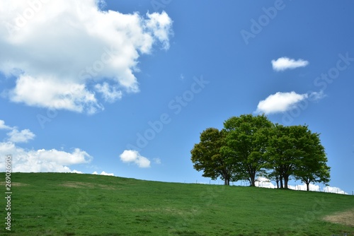 青空と樹木のイメージ