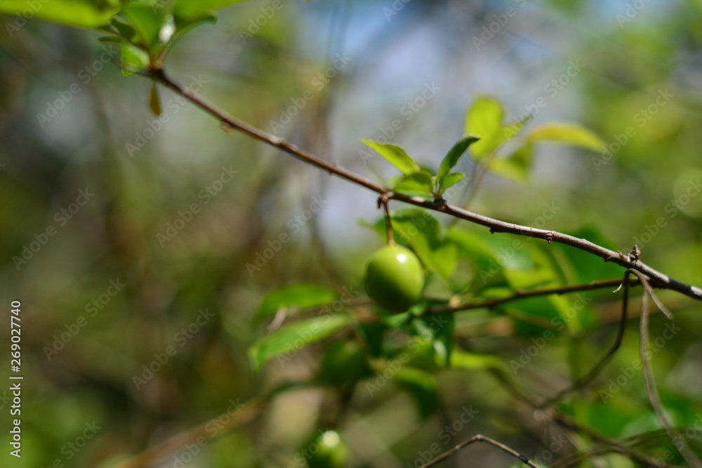 fruit and trees grown in gardens fruit and trees grown in gardens