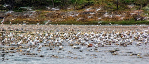 flock of geese