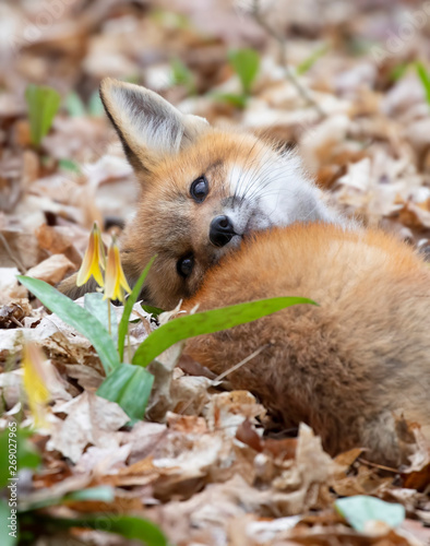 Fotografie Red fox Vulpes vulpes kit looking at the wildflowers in springtime in Canada