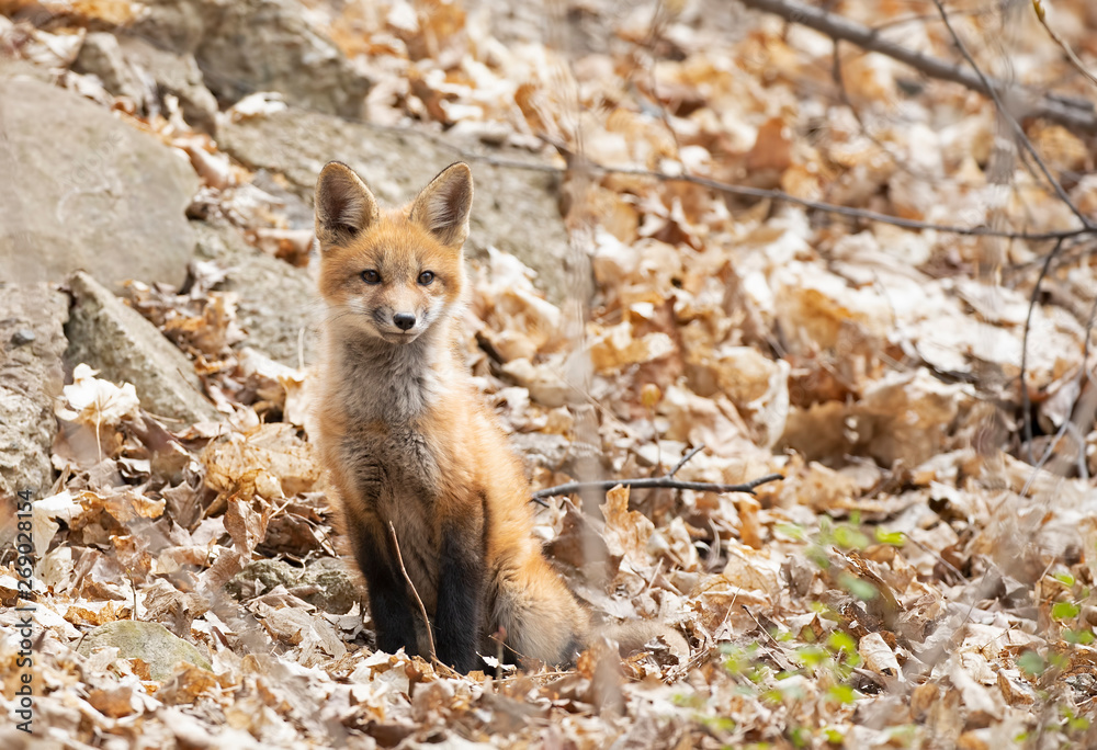 Red fox Vulpes vulpes kit in the forest in springtime in Canada 