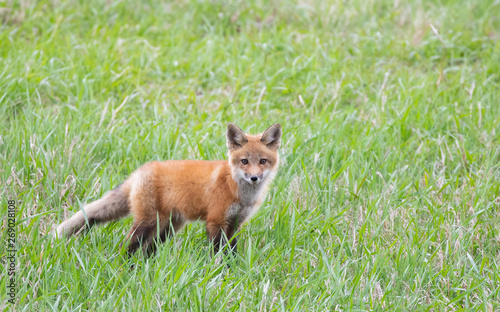 Red fox Vulpes vulpes kit waiting by the den on a grassy hill in springtime in Canada  © Jim Cumming