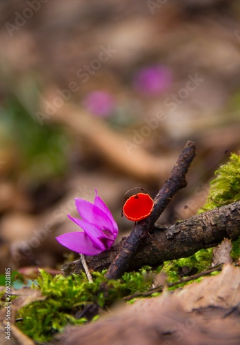 flower in the garden