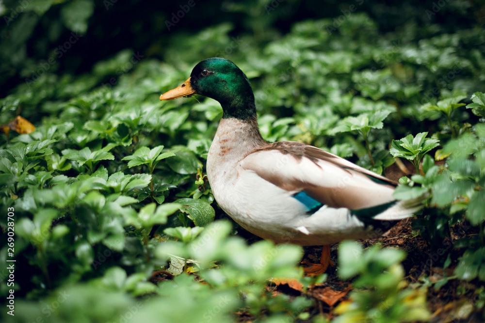Close up beautiful colorful duck in the green garden among leaves. Nature Close up beautiful colorful duck in the green garden among leaves. Nature