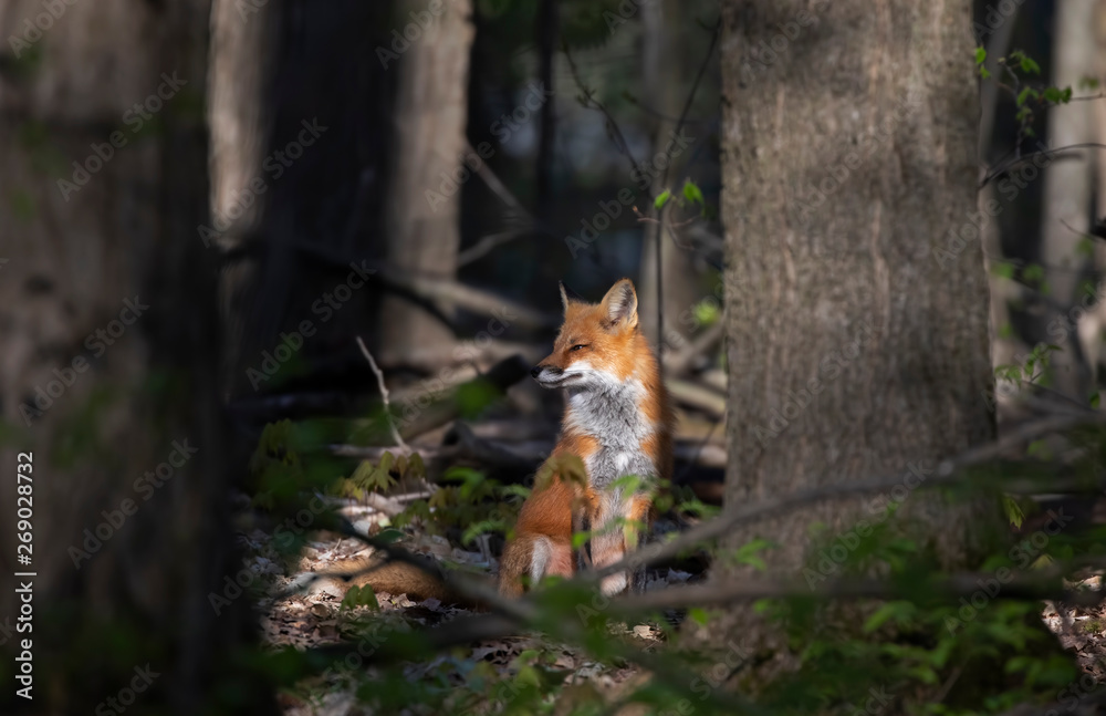 Red fox Vulpes vulpes in the sunshine keeping an eye on her kits in the forest in springtime in Canada 