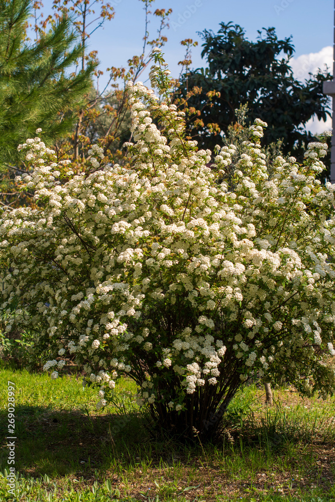 Fototapeta premium apple orchard in spring