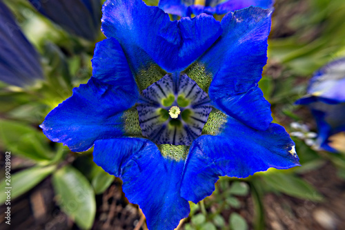 sapphire-blue stemless gentian flower photo