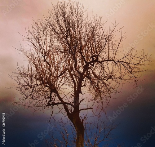 silhouette of a tree in sunset
