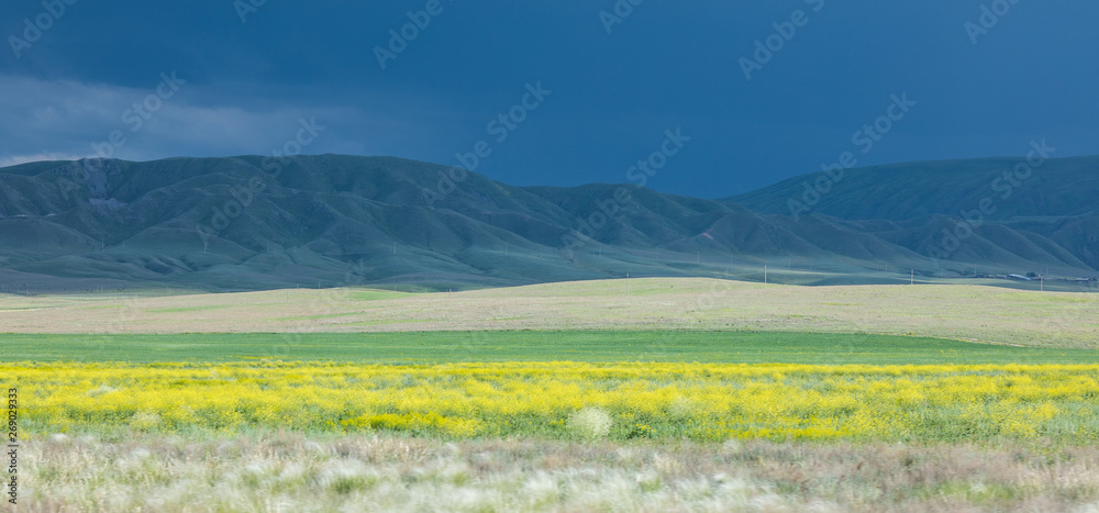 Fototapeta premium landscape with flower field and hills