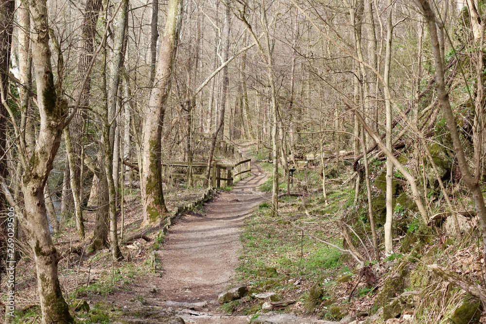 Fototapeta premium A long empty hiking trail in the forest on a sunny day.