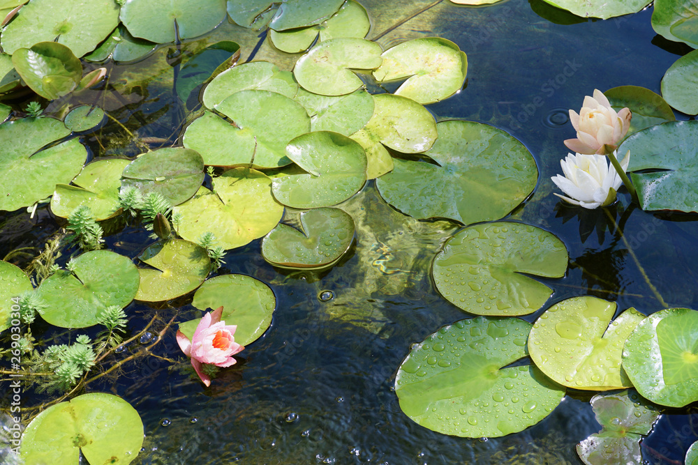 water lily in a pond water lily in a pond