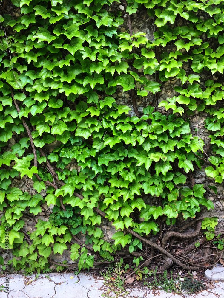Green ivy leaves. Textural floral background of young green leaves.